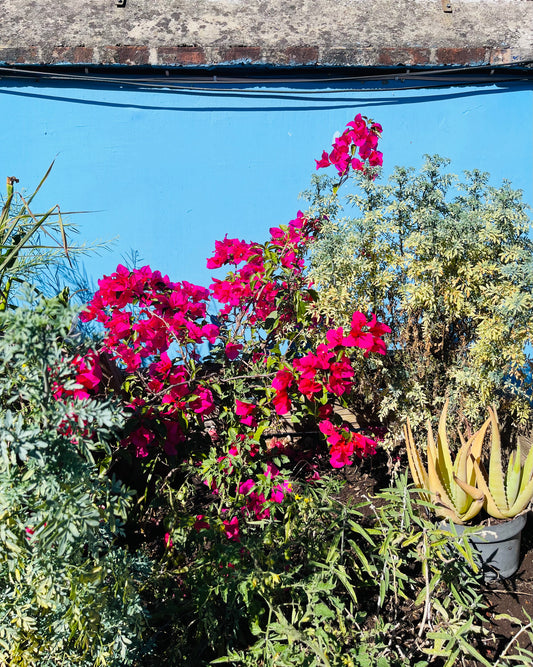 Frida and her flowers