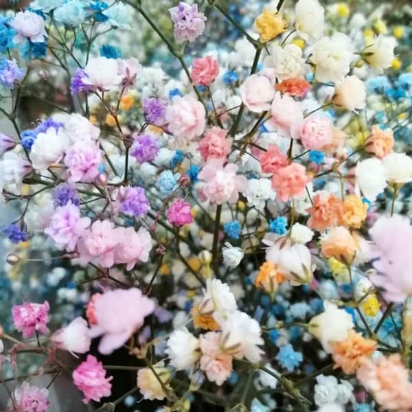 TOKYO BOUQUET by BIMBA FLORAL STUDIO Happiness in a bouquet!! :) Perfect to add a pop of colour like a little rainbow to any place. Mini floral arrangement featuring rainbow gypsophila, in a lovely vintage style glass vase, ready to enjoy.