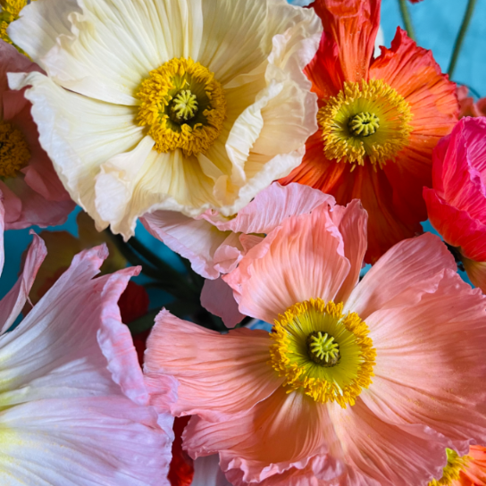Iceland Poppies
