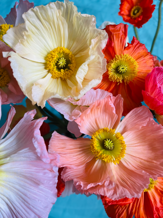 Iceland Poppies