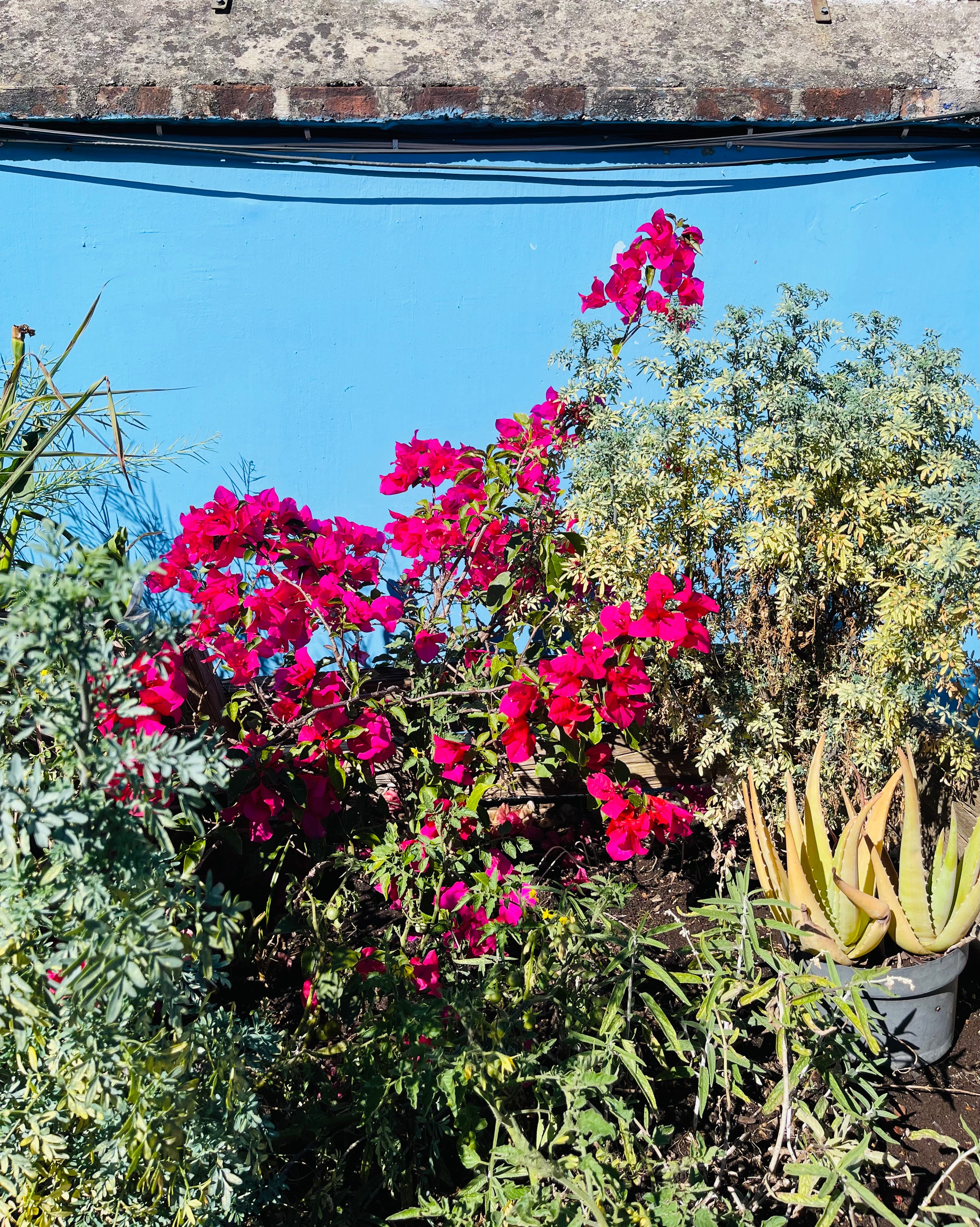 Frida and her flowers