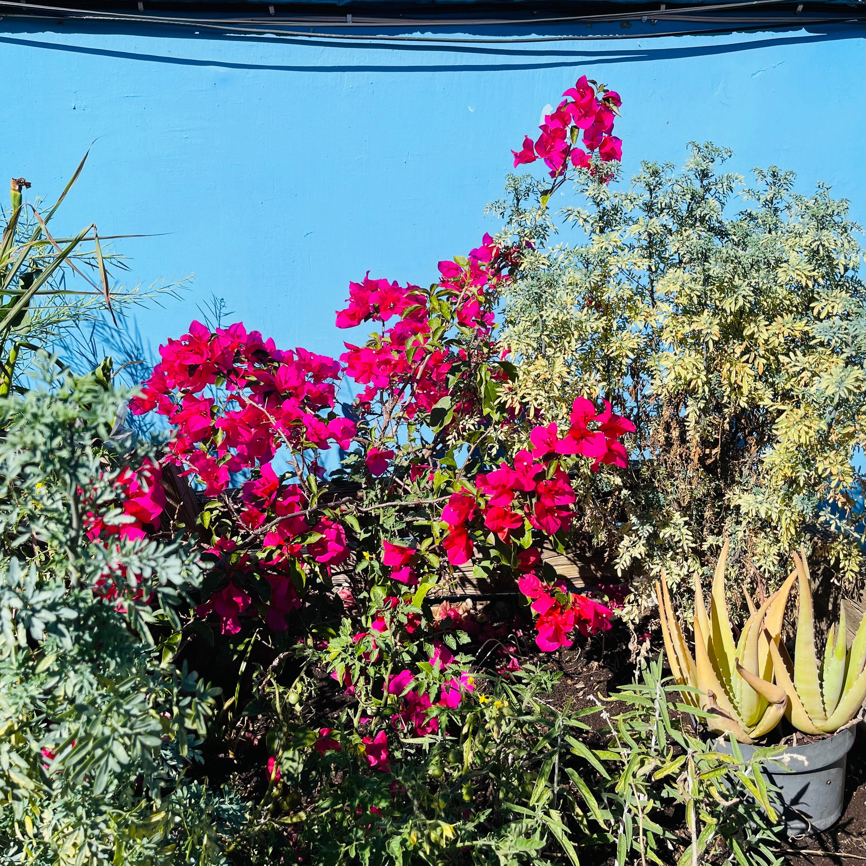 Frida and Her Flowers