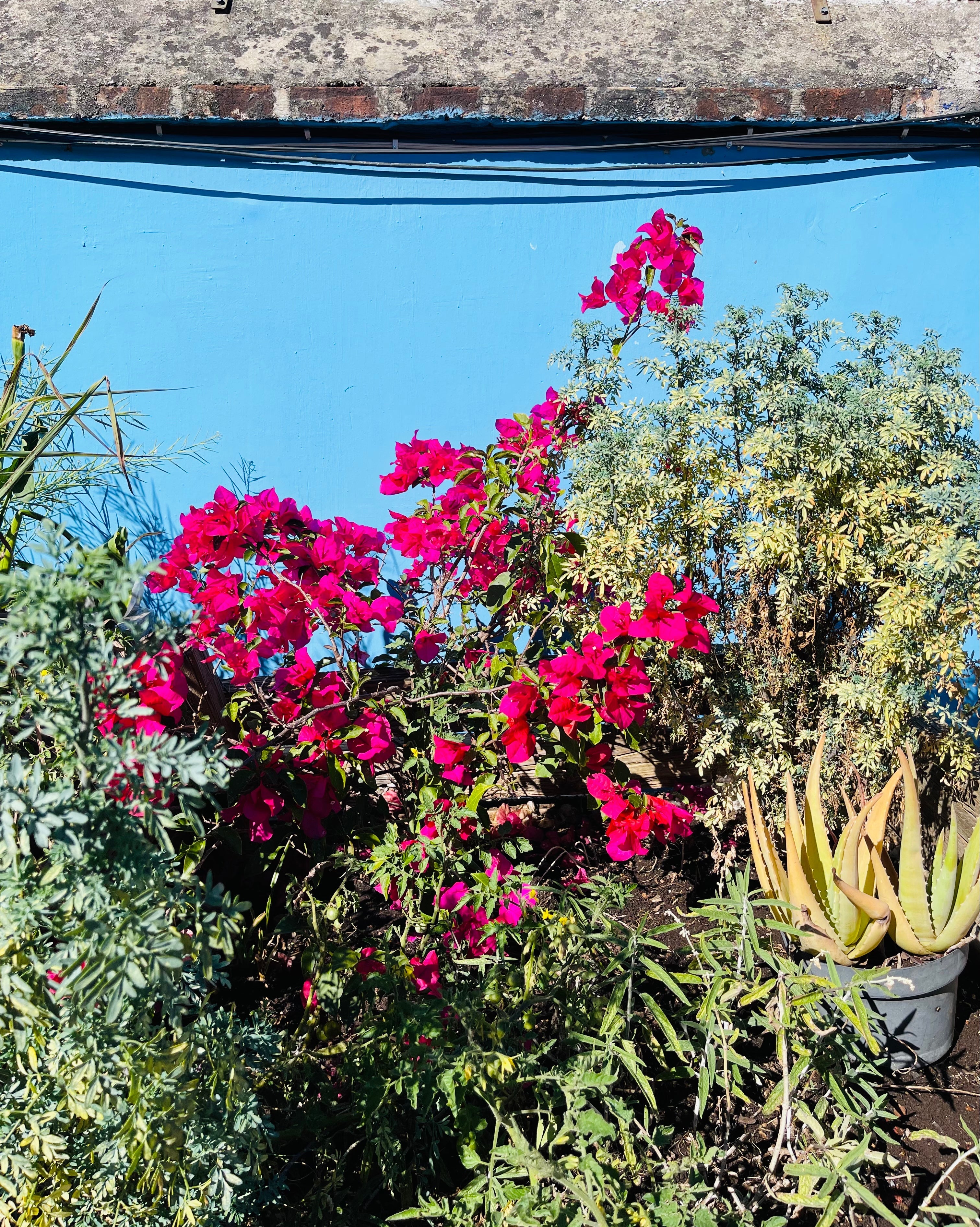 Frida and Her Flowers