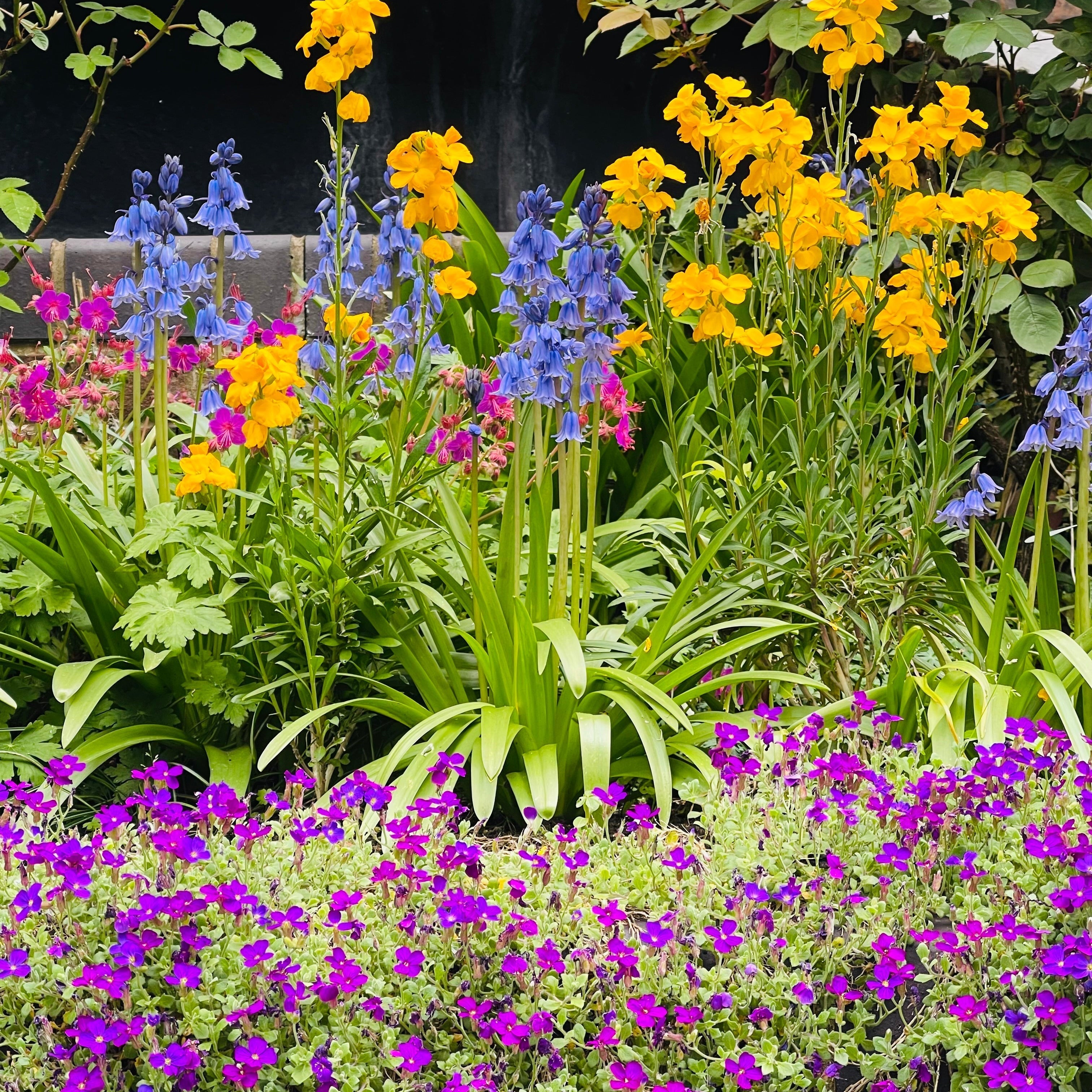 Floriography The meaning of flowers