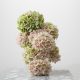 FLOWER CLOUD