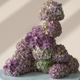 FLOWER CLOUD